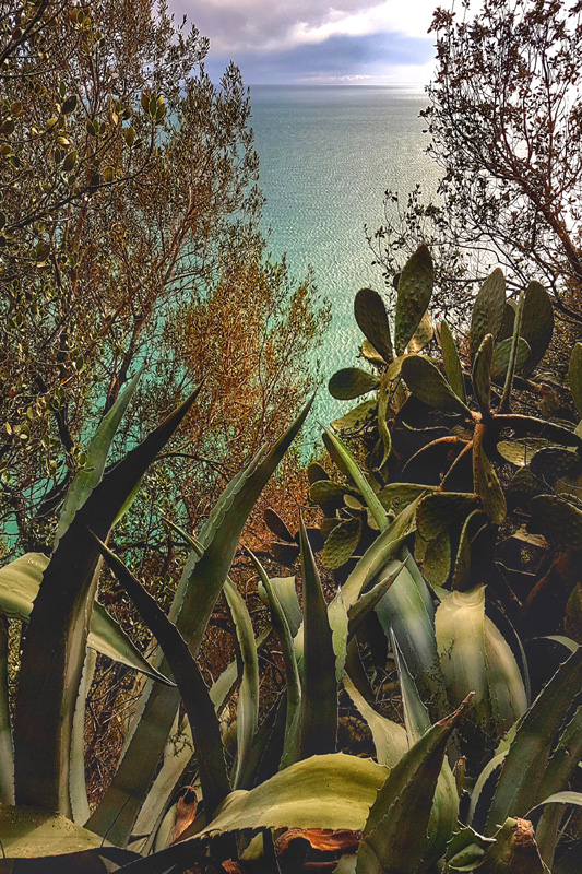 T07 AGAVE, Cinqueterre 2018 80x120 web