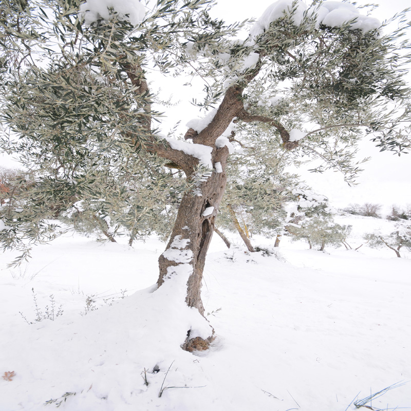 Z4 NEVE Toscana 2012 25x25