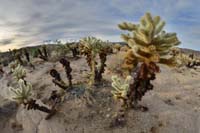 ZA02 SPINE Joshua Tree NP 2018