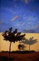 Albero - Camargue 1987